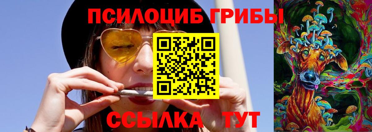 Галлюциногенные грибы Psilocybine cubensis Томск